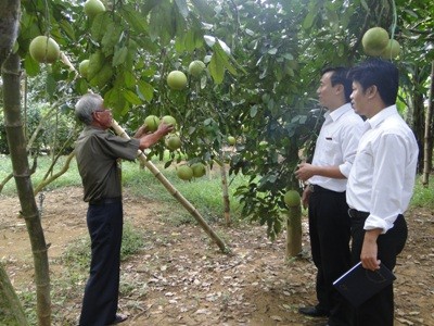 Tay Ninh farmers make a fortune thanks to loans based on the production link group model - ảnh 2